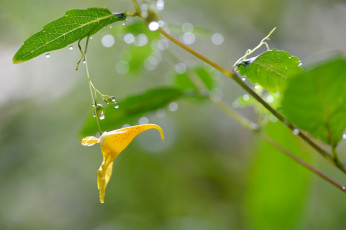 Картинка цветы макро