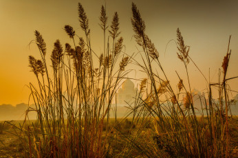 обоя taj mahal,  india, города, тадж-махал , индия, гробница, памятник, трава