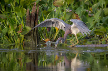 Картинка животные цапли +выпи озеро выпь
