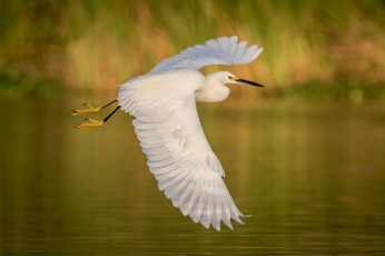 Картинка животные цапли +выпи полёт озеро цапля