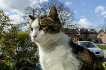 Картинка животные коты киса коте ушки усы взгляд