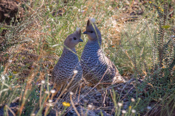 Картинка животные птицы пара