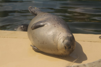 Картинка животные тюлени +морские+львы +морские+котики морской котик