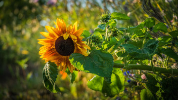 Картинка цветы подсолнухи яркий лепестки солнце желтый подсолнух