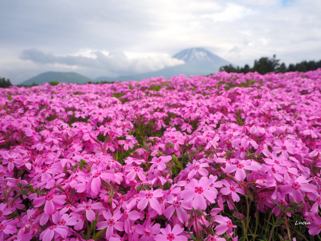 Обои картинки фото цветы, луг, розовые