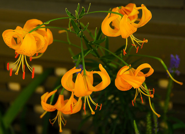 Обои картинки фото цветы, лилии,  лилейники, жёлтые