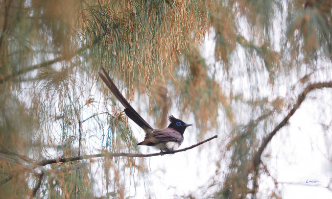 Обои картинки фото животные, птицы, птица, ветка