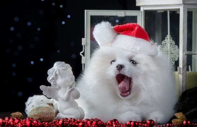 Обои картинки фото животные, собаки, шпиц, бусы, ангелочек, статуэтка, собака, колпак