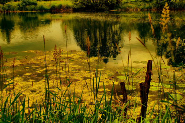 Обои картинки фото природа, реки, озера, лес, река