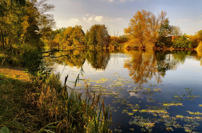 Обои картинки фото природа, реки, озера, река, лес