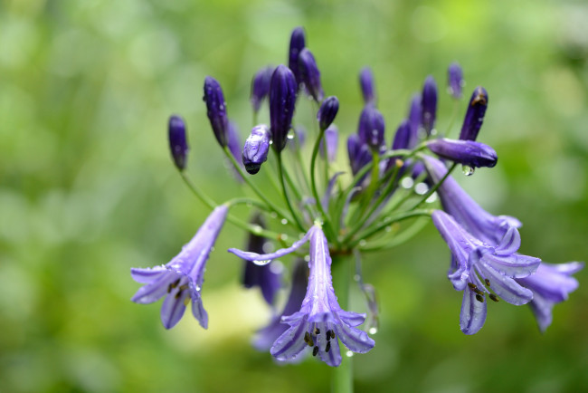 Обои картинки фото цветы, агапантус , африканская лилия, роса, agapanthus