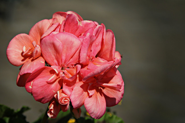 Обои картинки фото цветы, герань