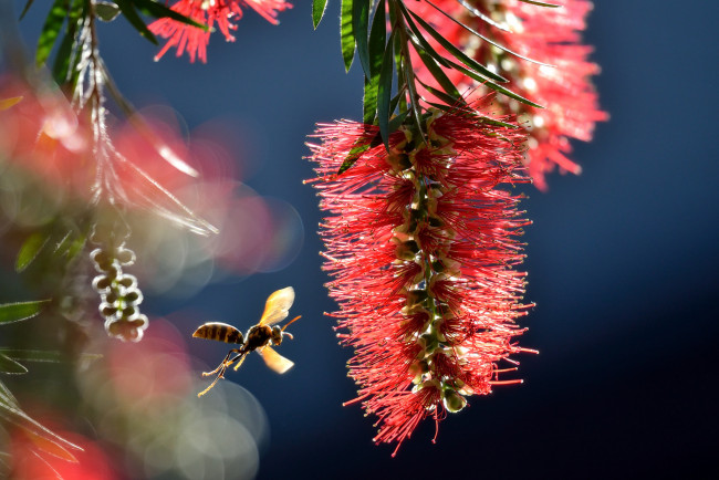 Обои картинки фото цветы, каллистемон, оса