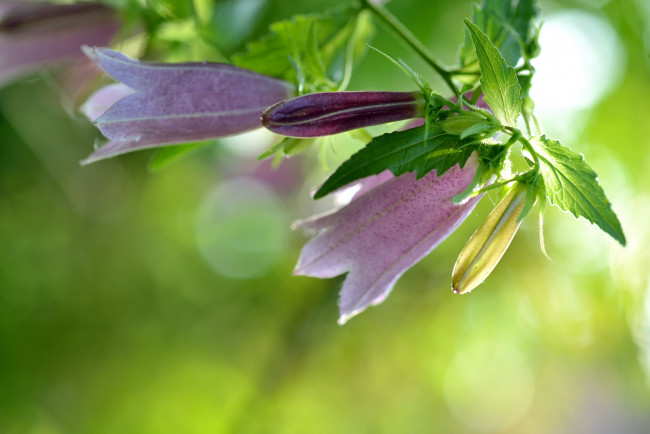 Обои картинки фото цветы, колокольчики