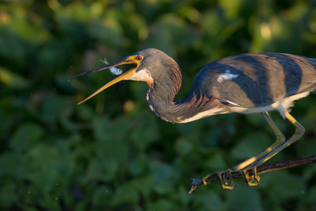Обои картинки фото животные, цапли,  выпи, добыча, выпь, рыбка