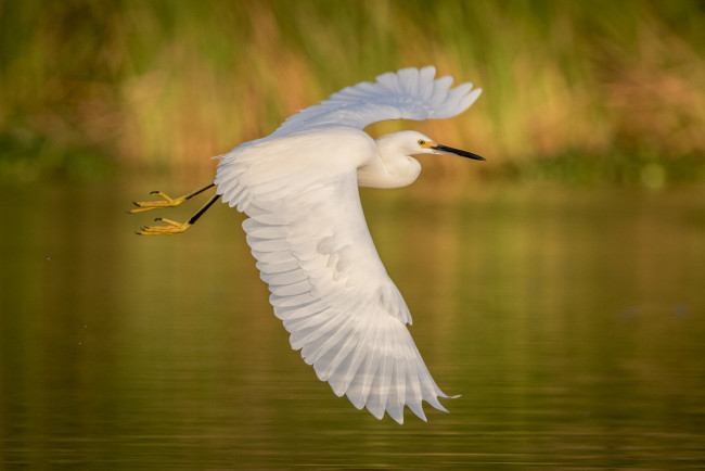 Обои картинки фото животные, цапли,  выпи, полёт, озеро, цапля