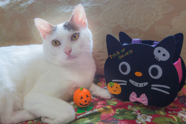 Обои картинки фото животные, коты, ушки, кот, коте, киса, взгляд, фон, кошка