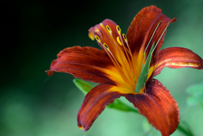 Обои картинки фото животные, кузнечики,  саранча, кузнечик, лилейник