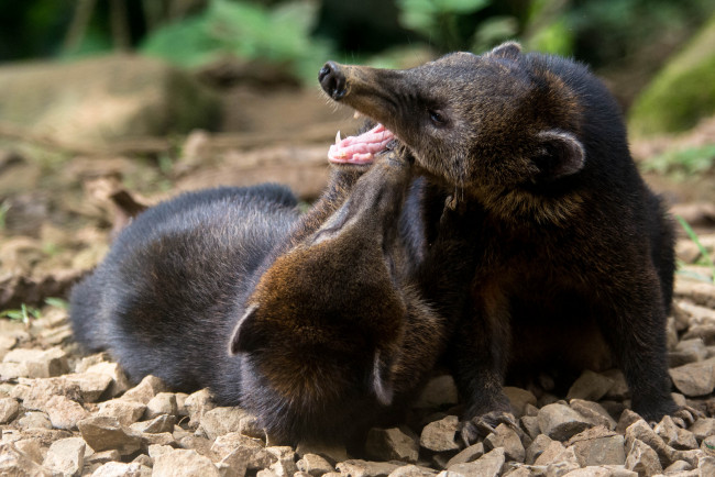 Обои картинки фото животные, тасманийский дьявол, пара, игра