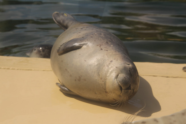 Обои картинки фото животные, тюлени,  морские львы,  морские котики, морской, котик