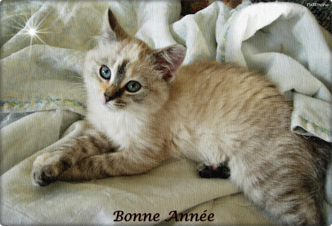 Обои картинки фото животные, коты, взгляд, мордочка, малыш, котёнок