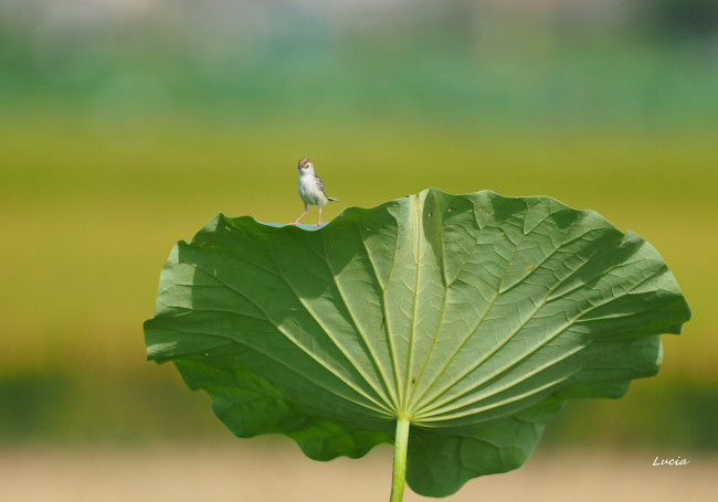 Обои картинки фото животные, птицы, лист, птица
