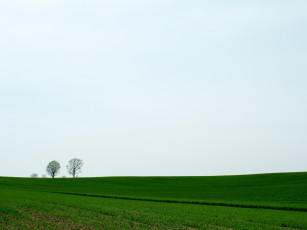 Картинка природа поля весна всходы зелень
