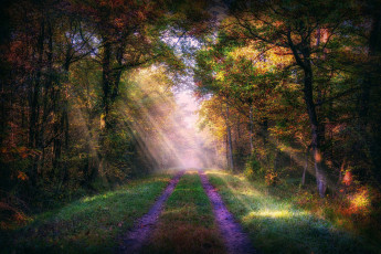 Картинка природа дороги лес дорога деревья