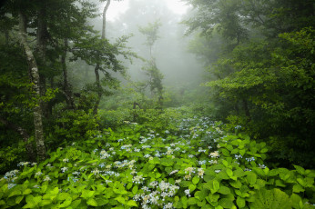Картинка природа лес деревья