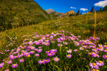 Картинка природа луга простор