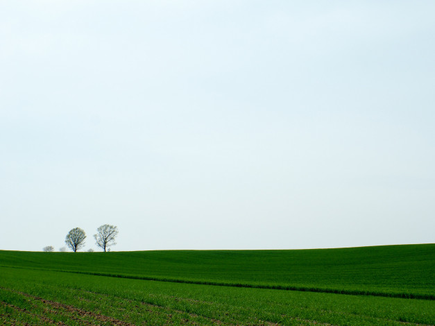 Обои картинки фото природа, поля, весна, всходы, зелень