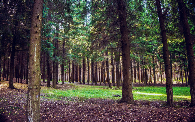 Обои картинки фото природа, лес, осень, сосны