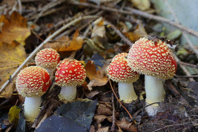 Обои картинки фото природа, грибы,  мухомор, грбочки