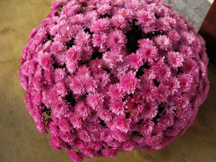 Картинка цветы хризантемы розовый