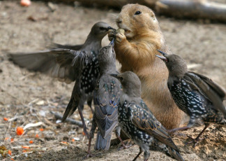 Картинка животные разные+вместе еда скворцы сурок