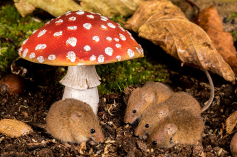 Картинка животные крысы +мыши мышка