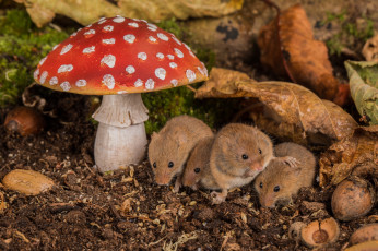 Картинка животные крысы +мыши мышка