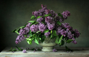 Картинка цветы сирень букет