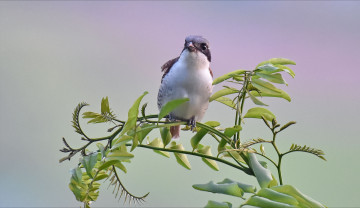 Картинка животные птицы птичка