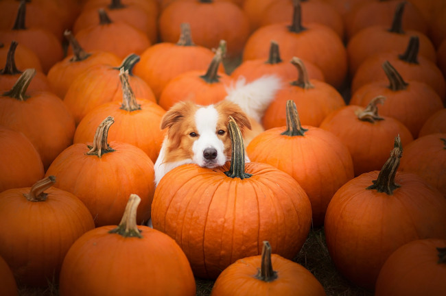 Обои картинки фото животные, собаки, тыквы, бигль, собака