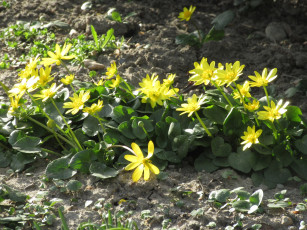 обоя цветы, калужницы,  лютики, весна