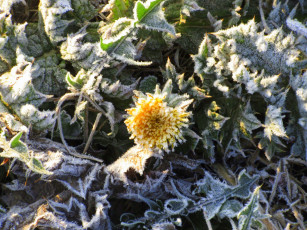 Картинка цветы одуванчики одуванчик