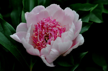 Картинка цветы пионы пион