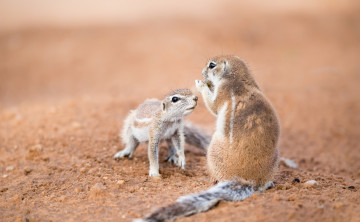 Картинка животные хорьки +куницы +горностаи +ласки +соболи southern african ground squirrels