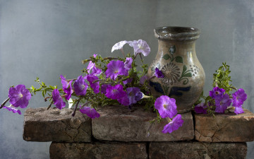 Картинка цветы петунии +калибрахоа петуния