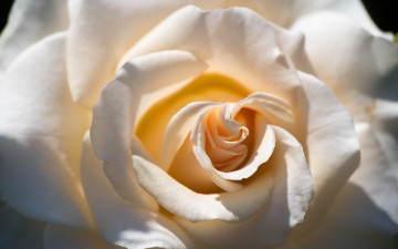 Картинка цветы розы лепестки