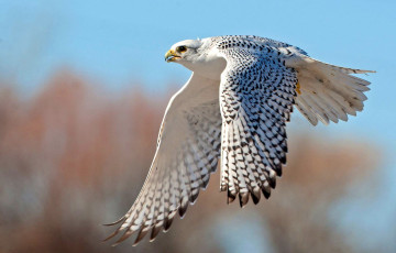 Картинка кречет животные птицы+-+хищники сокол соколиные соколообразные птица хищник клюв когти перья крылья полёт