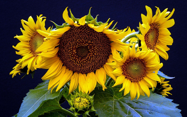 Обои картинки фото цветы, подсолнухи, подсолнух