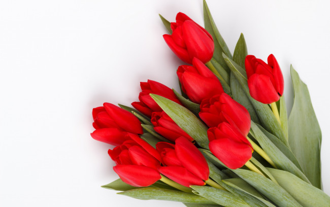 Обои картинки фото цветы, тюльпаны, красные