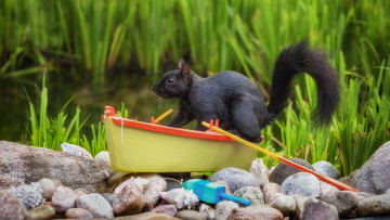 Картинка животные белки трава взгляд природа камни берег лодка игрушка белка черная водоем лодочка бережок